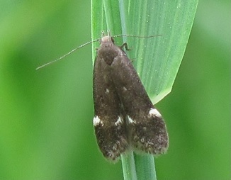 Gelechiidae? da ID .  Syncopacma sp